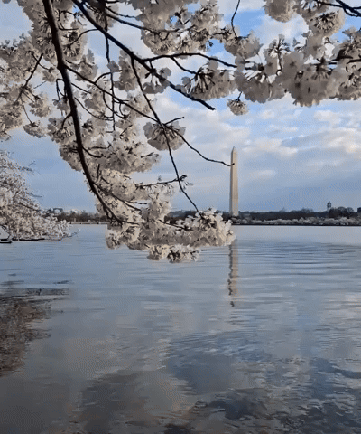 Washington Cherry Blossoms Soak Up Sun on First Full Day of Spring