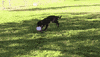 dog running GIF by Nebraska Humane Society 