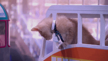 friends cats GIF by Hallmark Channel