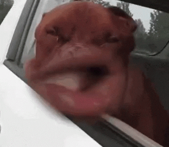 Funny Dogs GIF by memecandy
