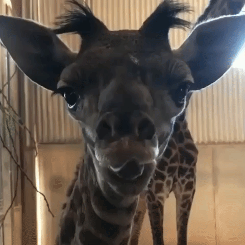 Phoenix Zoo Announces Birth of Baby Giraffe With Tongue-Tied Introduction
