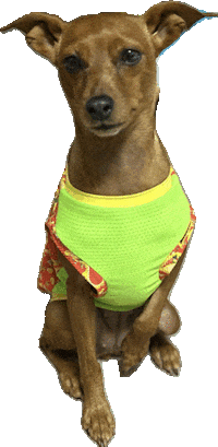 Miniature Pinscher Dog Sticker