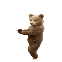 dance bear STICKER by imoji