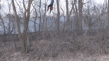 Tree Trimmer Rescues Cat From High Branch in Grand Rapids