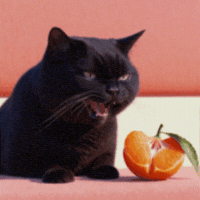 Angry Black Cat GIF