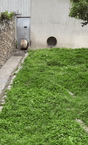 cuteanimalland giphyupload GIF