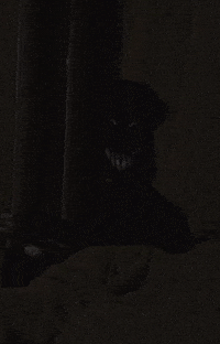 Scared Good Night GIF