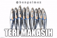 Terimakasih Teri GIF