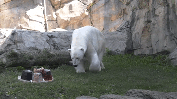 Animals at Brookfield Zoo Savor Independence Day Treats
