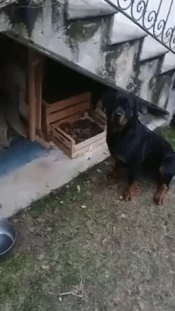Clever Rottweiler Obeys Italian Commands