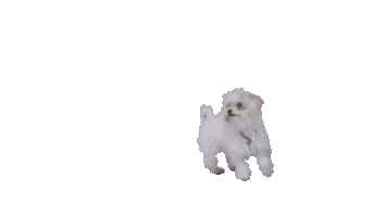 Happy Dog Sticker by Yle Summeri
