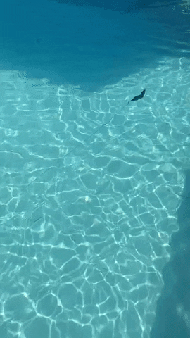BearClawsLures giphygifmaker GIF