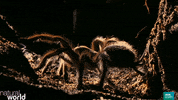natural world toad GIF by BBC Earth