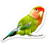 parrot feathers Sticker by Pets Add Life