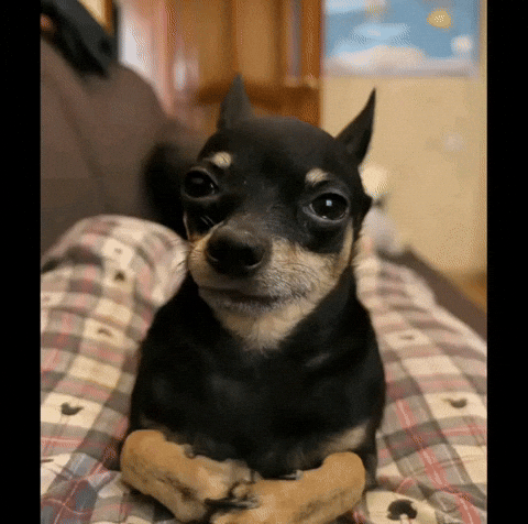 Funny Dog GIF