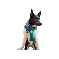 Adventure Dog Sticker by Geekster Pets