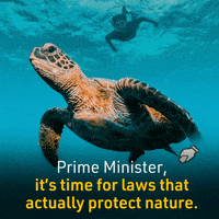 ausconservation ocean environment turtle conservation GIF