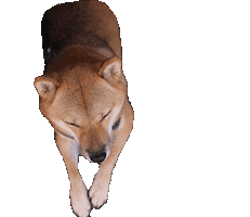 Dog Calico Sticker