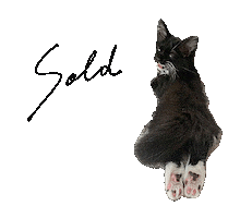 Cat Calico Sticker