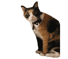 Cat Calico Sticker