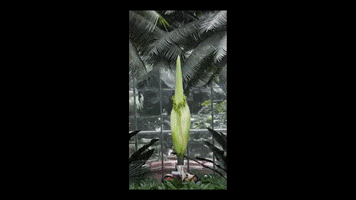 wamu corpse flower GIF