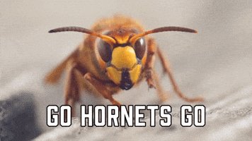 Go Hornets Go