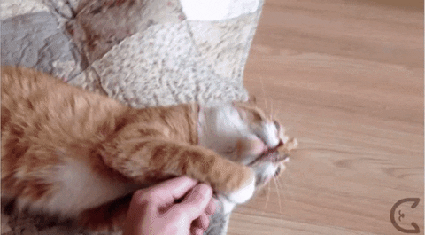 cat stick GIF