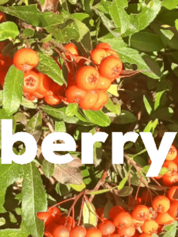 expmehardem2 giphyattribution giphycreatortest berry GIF