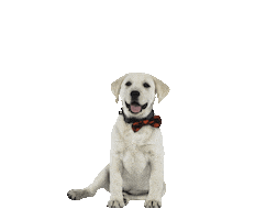 BIDT dog training smart dog yoga dog puppy vibes Sticker