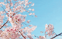 f sakura GIF