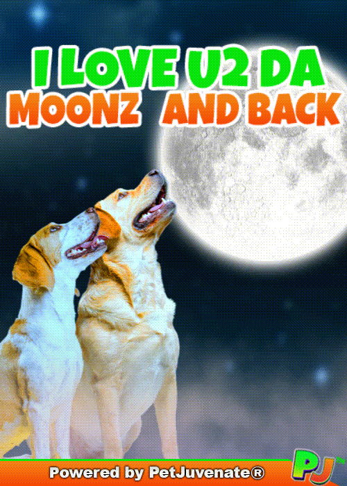 PetJuvenate petjuvenate henlo hooman fren love rescue dogs treatos and woofer for pupper GIF