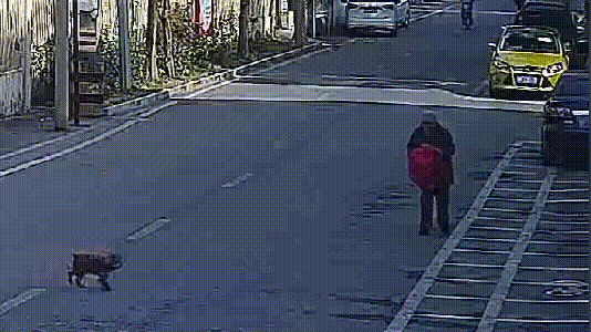 cuteanimalland giphyupload GIF