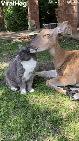 Deer Gives Cat Bath