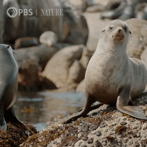 Marine Life Seal GIF by Nature on PBS