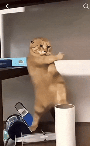 Cat GIF