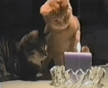 funny cat GIF