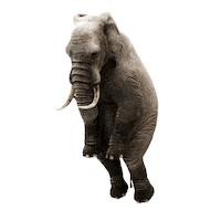 Fun Lol Sticker by Chupa Chups