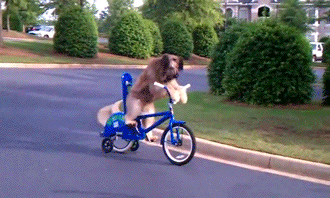 Video gif. Long haired dog rides on a blue bicycle with training wheels down the street, pushing the pedals like a human.