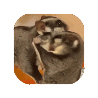 Sugar Glider Sticker