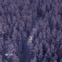 Rallying Rally Sweden GIF by FIA World Rally Championship