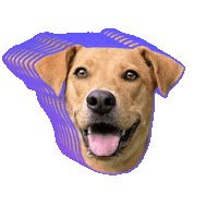 Dog Laughing Sticker