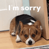 Dog Im Sorry GIF