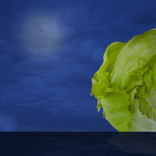 lettuce iceberg GIF by Welcome! At America’s Diner we pronounce it GIF.