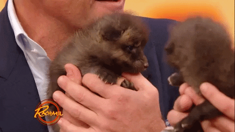 baby animals love GIF by Rachael Ray Show