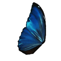 Butterfly Wings Sticker by Owlient