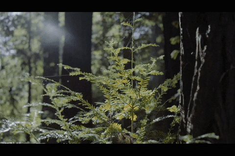 poison ivy life GIF by MINI USA