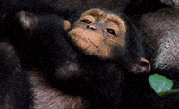 Baby Monkey GIF