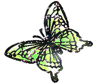 butterfly STICKER