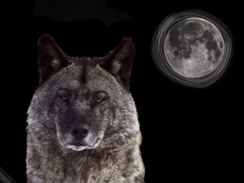 Wolf Luna GIF by Barbara Pozzi