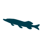 Pike Apetite Sticker by A PET STORE
